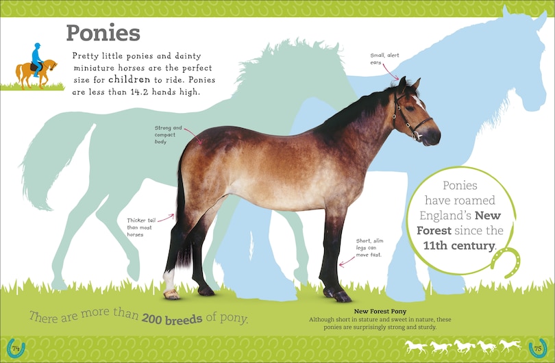 Sample content 4_The Everything Book Of Horses And Ponies