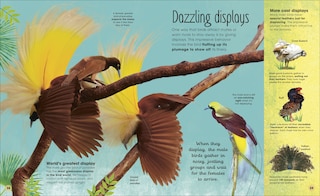 Sample content_The Extraordinary World Of Birds