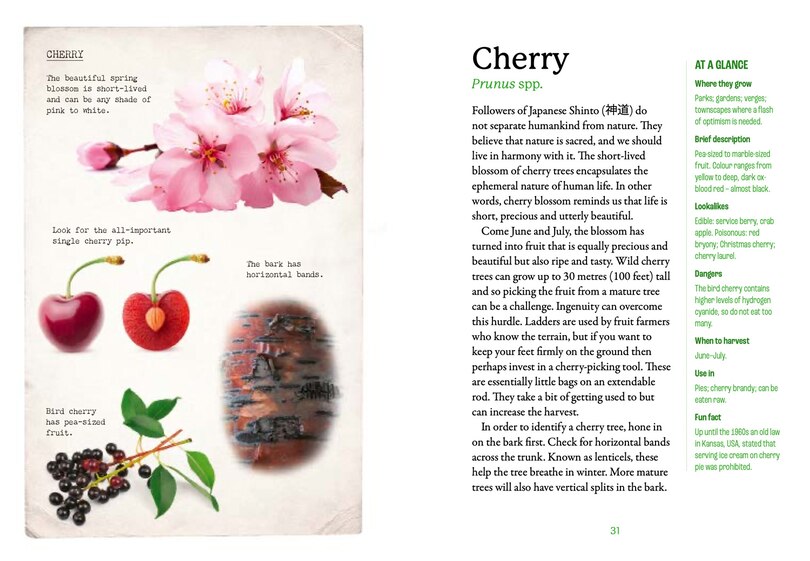 Sample content 2_The First-Time Forager