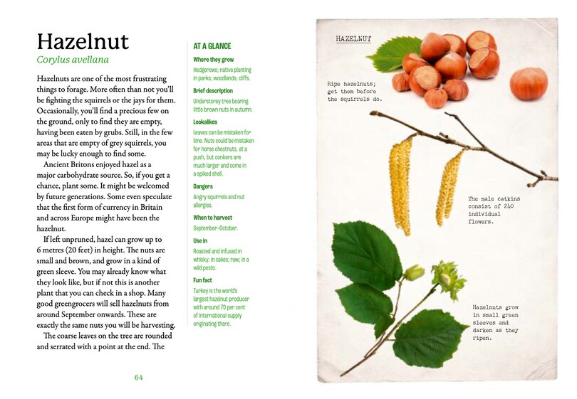 Sample content 3_The First-Time Forager