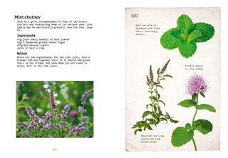 Sample content 4_The First-Time Forager