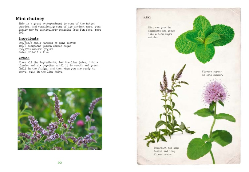 Sample content 4_The First-Time Forager