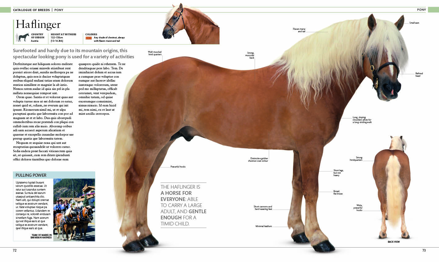 Sample content_The Horse Encyclopedia
