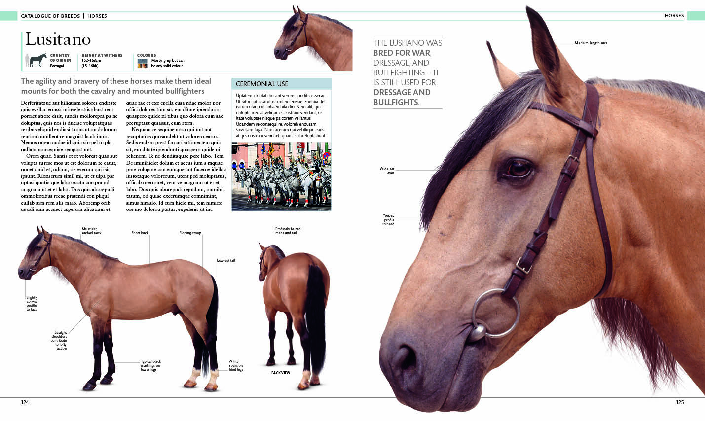 Sample content 2_The Horse Encyclopedia