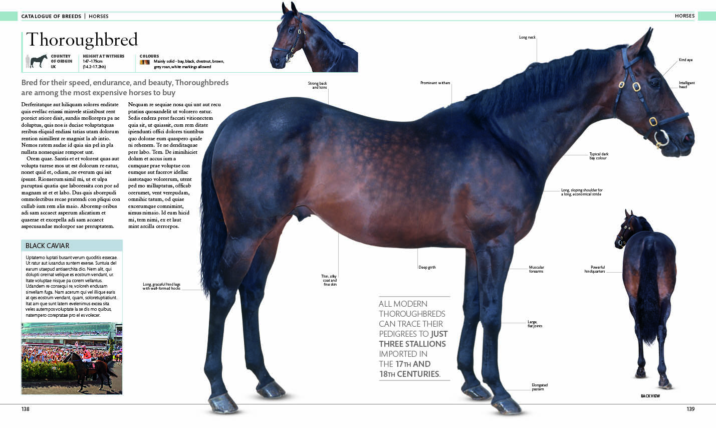 Sample content 3_The Horse Encyclopedia