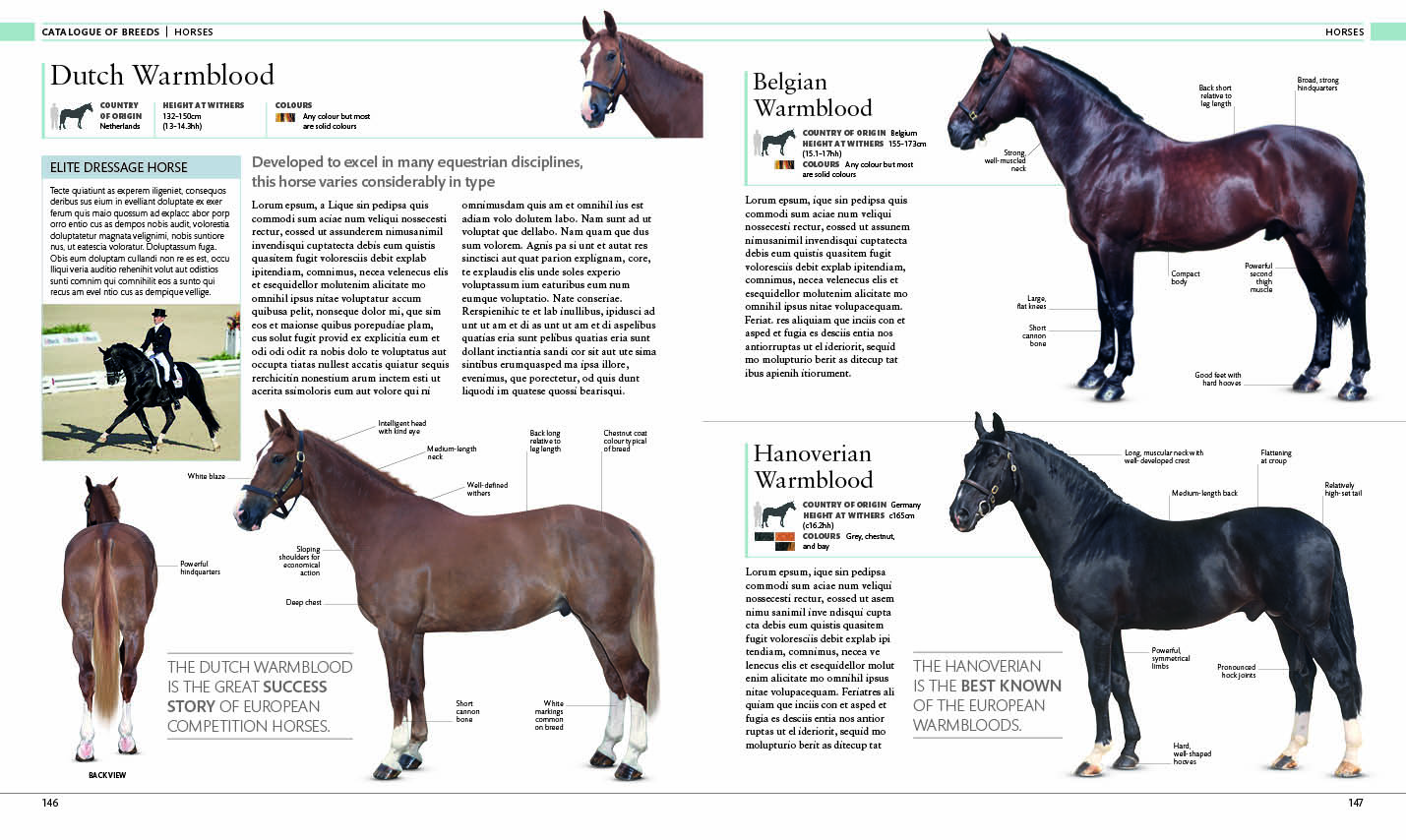 Sample content 4_The Horse Encyclopedia