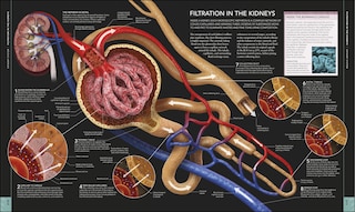 Sample content 5_The Human Body Book