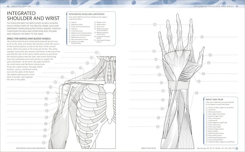 Sample content_The Human Body Coloring Book