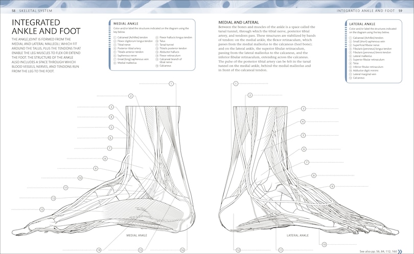 Sample content 3_The Human Body Coloring Book