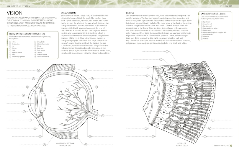 Sample content 4_The Human Body Coloring Book