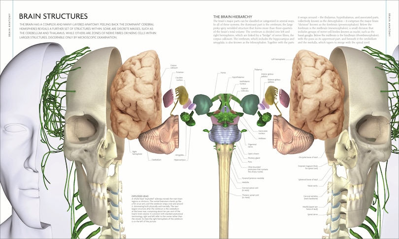 Aperçu du contenu 4_The Human Brain Book