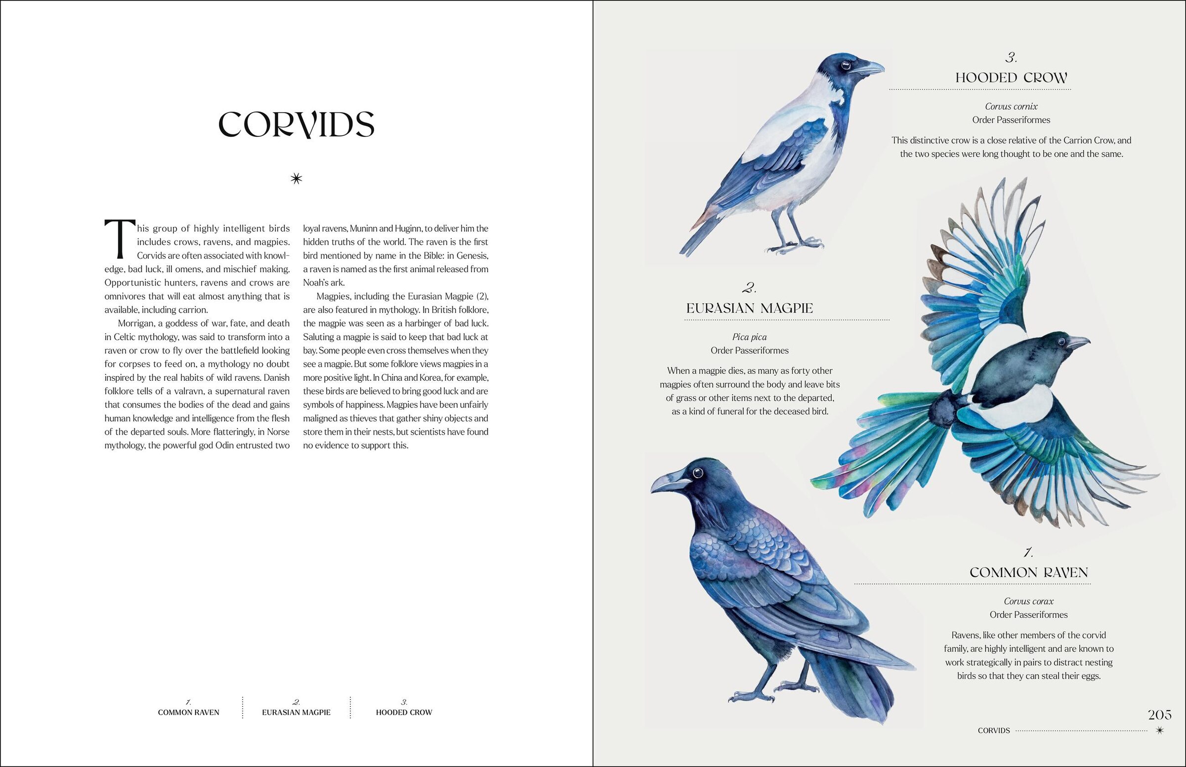 The Illuminated Book Of Birds Book By Robin Crofut-brittingham