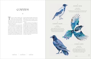 Sample content_The Illuminated Book of Birds