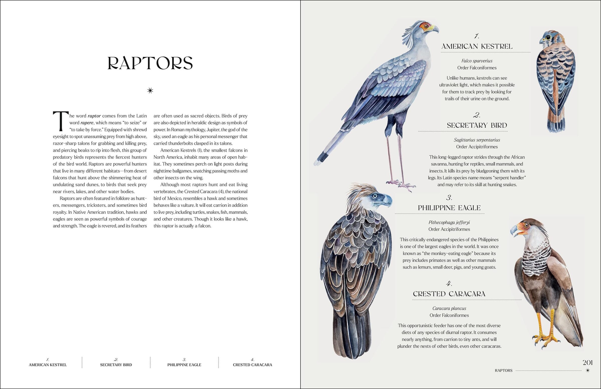 The Illuminated Book Of Birds Book By Robin Crofut-brittingham