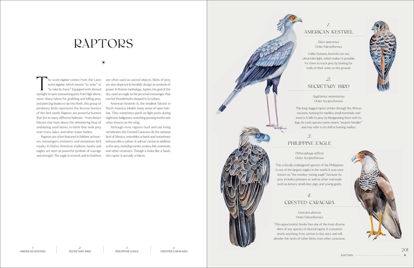 Sample content 2_The Illuminated Book of Birds