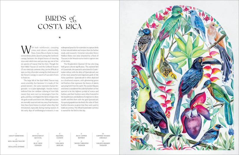 Sample content 5_The Illuminated Book of Birds