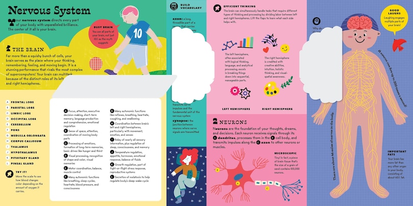 Sample content 3_The Interactive Human Body