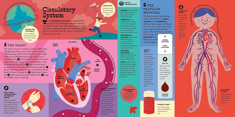 Sample content 5_The Interactive Human Body