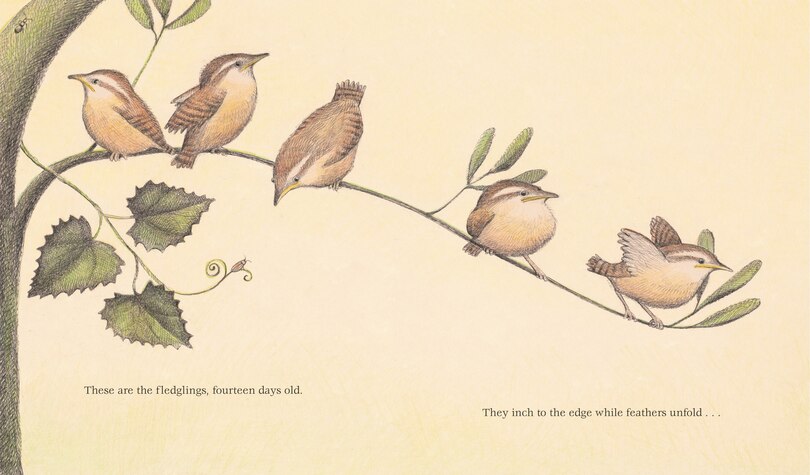 Aperçu du contenu 2_The Nest That Wren Built