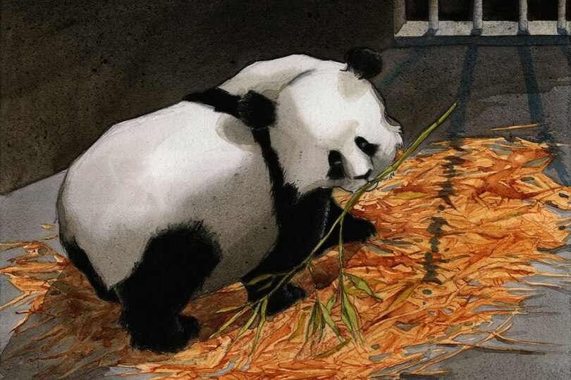 Sample content_The Panda Cub Swap