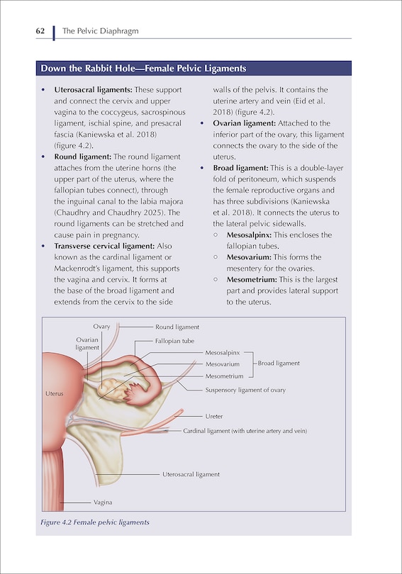 Aper&ccedil;u du contenu 3_The Pelvic Diaphragm