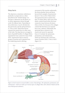 Aper&ccedil;u du contenu 4_The Pelvic Diaphragm