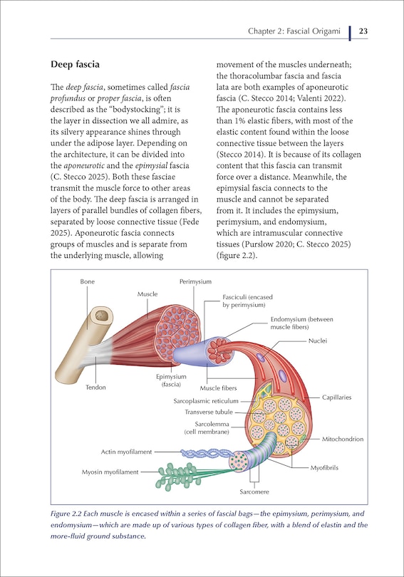 Aper&ccedil;u du contenu 4_The Pelvic Diaphragm