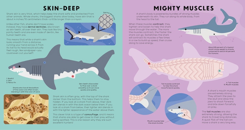 Sample content 2_The Shark Book