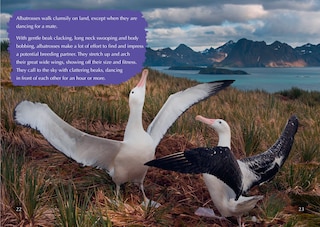 Sample content 2_The Story of the Albatross: Band 14/Ruby (Collins Big Cat)
