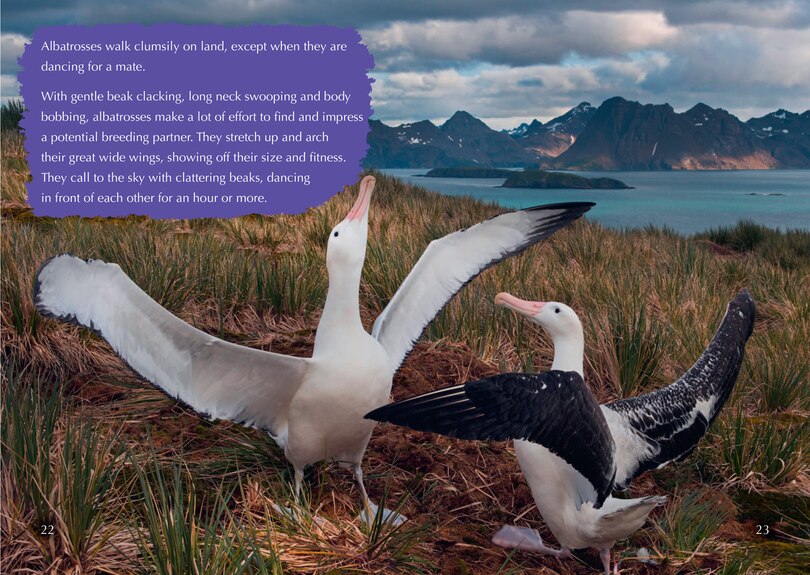 Sample content 2_The Story of the Albatross: Band 14/Ruby (Collins Big Cat)