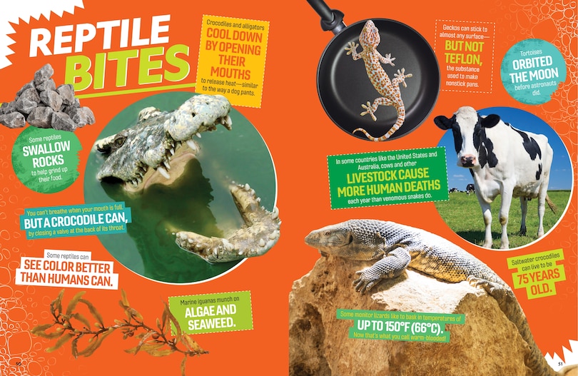 Sample content 2_The Ultimate Book of Reptiles