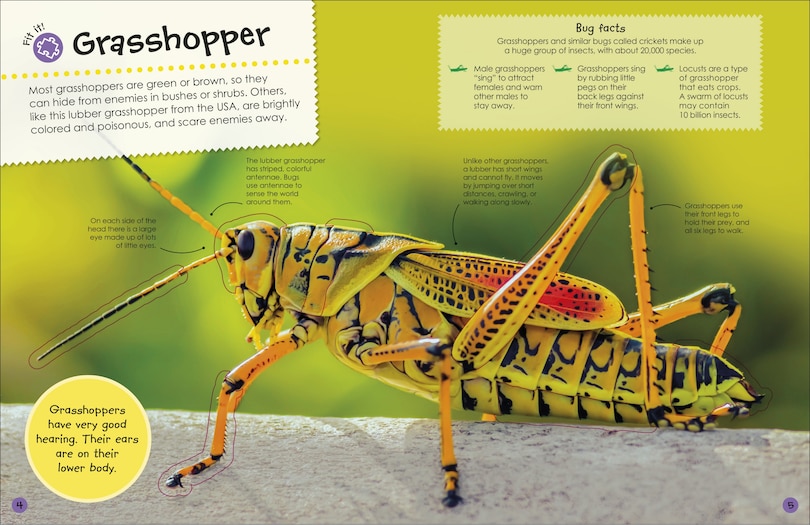 Sample content 4_The Ultimate Sticker Book Bugs