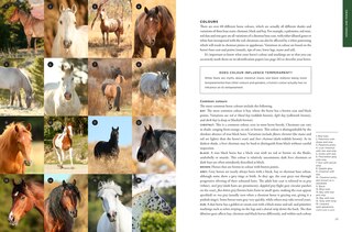 Sample content 2_The Wilson Sisters' Horse and Pony Guide