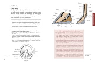 Sample content 3_The Wilson Sisters' Horse and Pony Guide