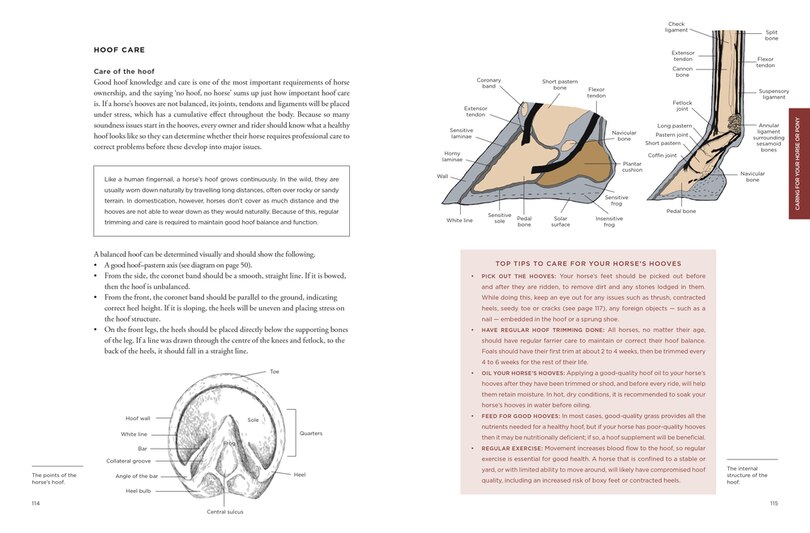 Sample content 3_The Wilson Sisters' Horse and Pony Guide