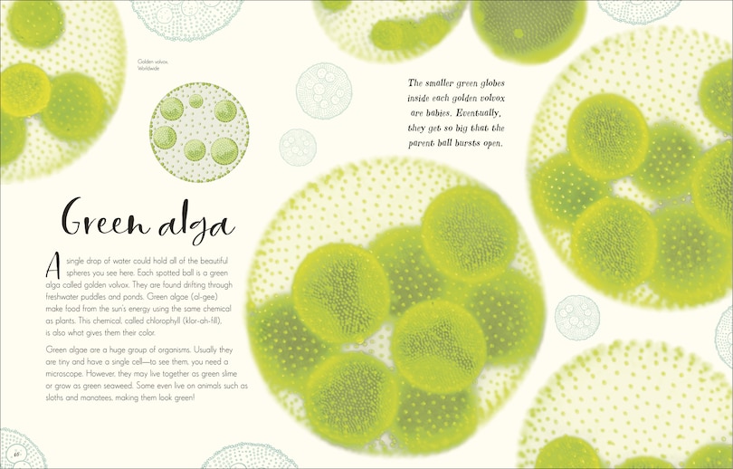 Sample content 2_The Wonders Of Nature