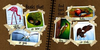 Sample content 3_The Word Bird