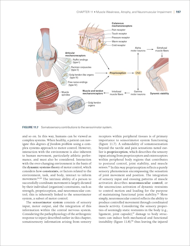 Aper&ccedil;u du contenu 2_Therapeutic Interventions for Musculoskeletal Conditions