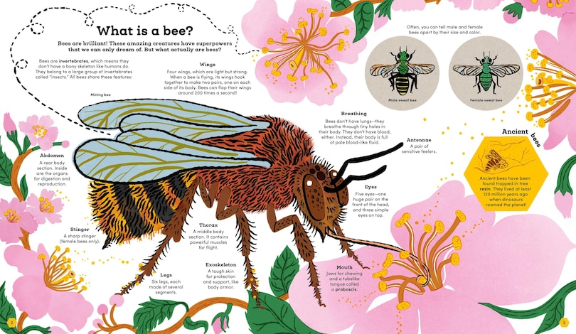 Aperçu du contenu 3_Think Big: Secrets of Bees