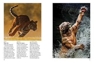 Sample content_Tigers