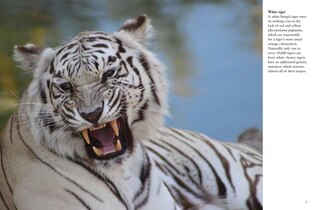 Sample content 2_Tigers