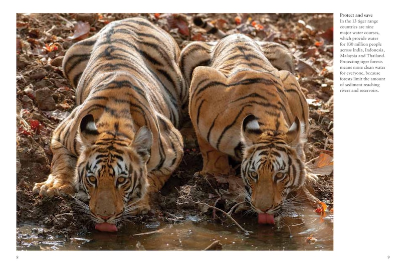Sample content 3_Tigers