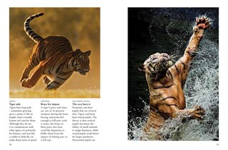 Sample content 4_Tigers