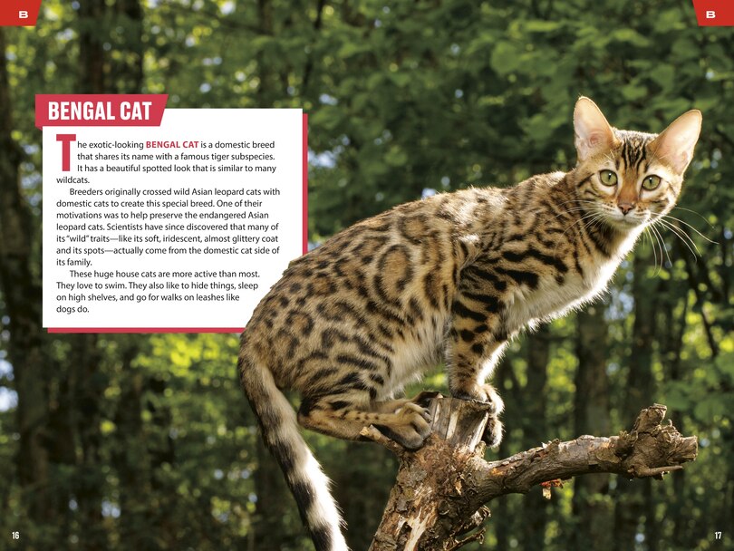 Sample content_TIME for Kids: Big Cats, Small Cats