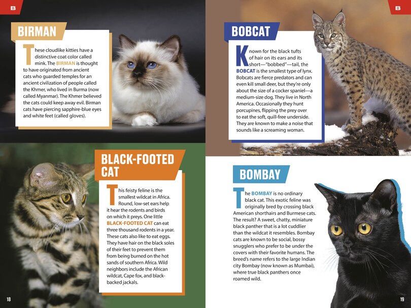 Sample content 2_TIME for Kids: Big Cats, Small Cats