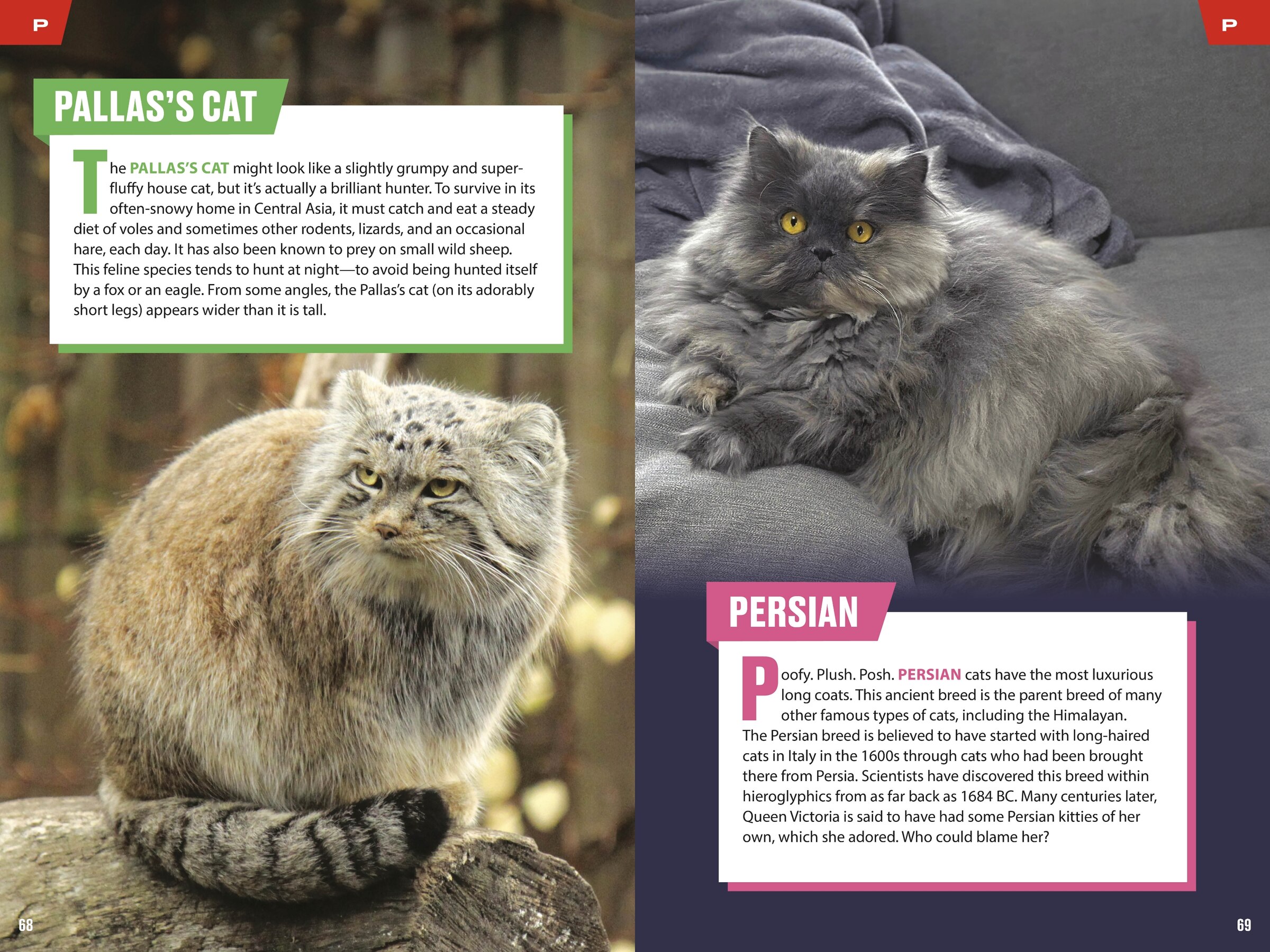 Time For Kids: Big Cats, Small Cats: 101 Cats You Need To Know