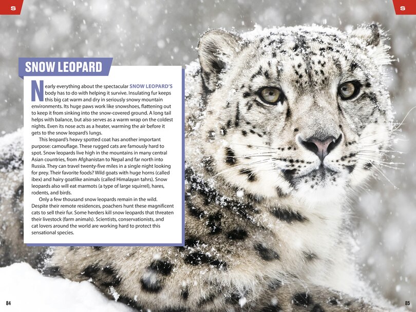 Sample content 5_TIME for Kids: Big Cats, Small Cats