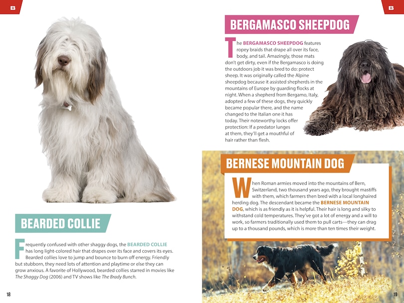 Sample content_TIME for Kids: Good Dogs!