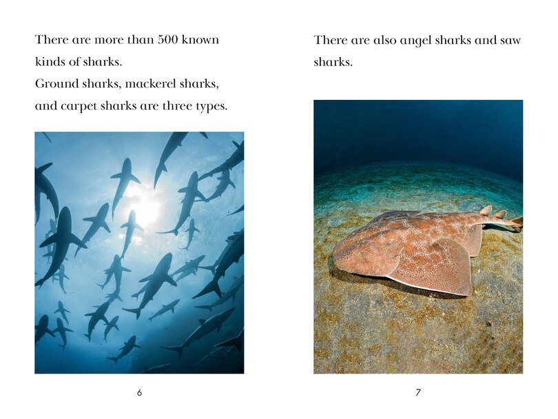 Sample content 5_TIME for Kids: Sharks