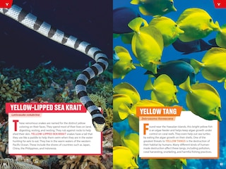 Sample content_TIME for Kids: Spectacular Sea Creatures